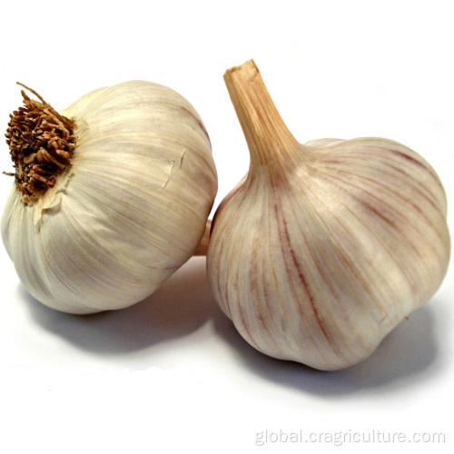 Organic Normal Red Garlic Wholesale New Red Garlic Seeds Price Supplier